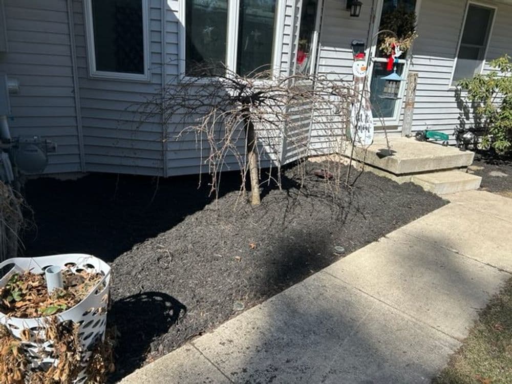 Drought-stressed tree in mulched garden area beside a gray house with stone path.